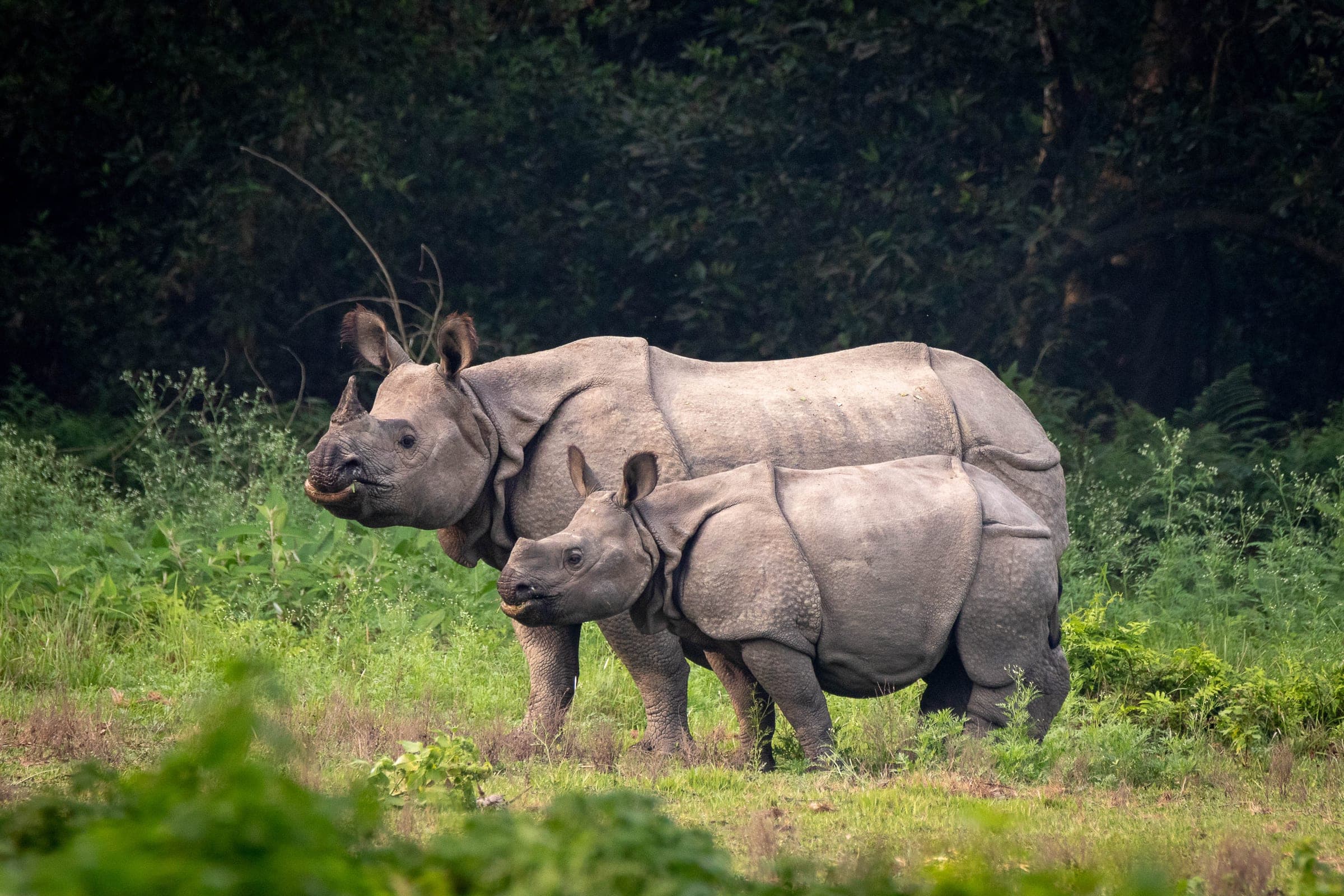 Chitwan National Park, Nepal
